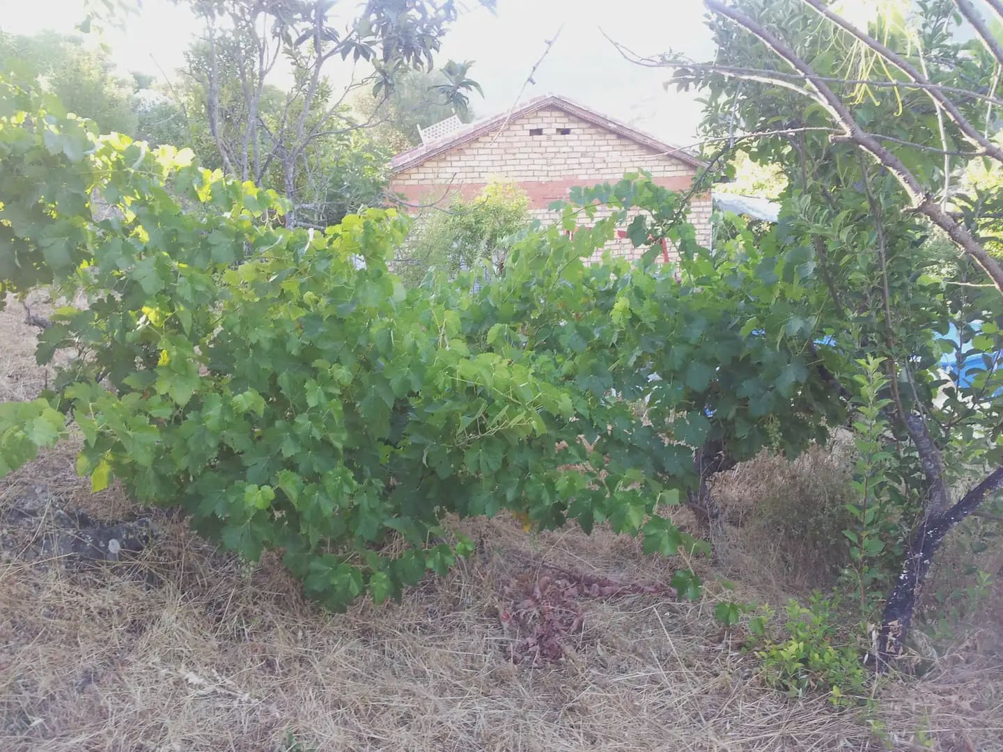 2 sypialnia Finka/Dom wiejski na sprzedaż w Ubrique - 48 500 € (Ref: 10016373)