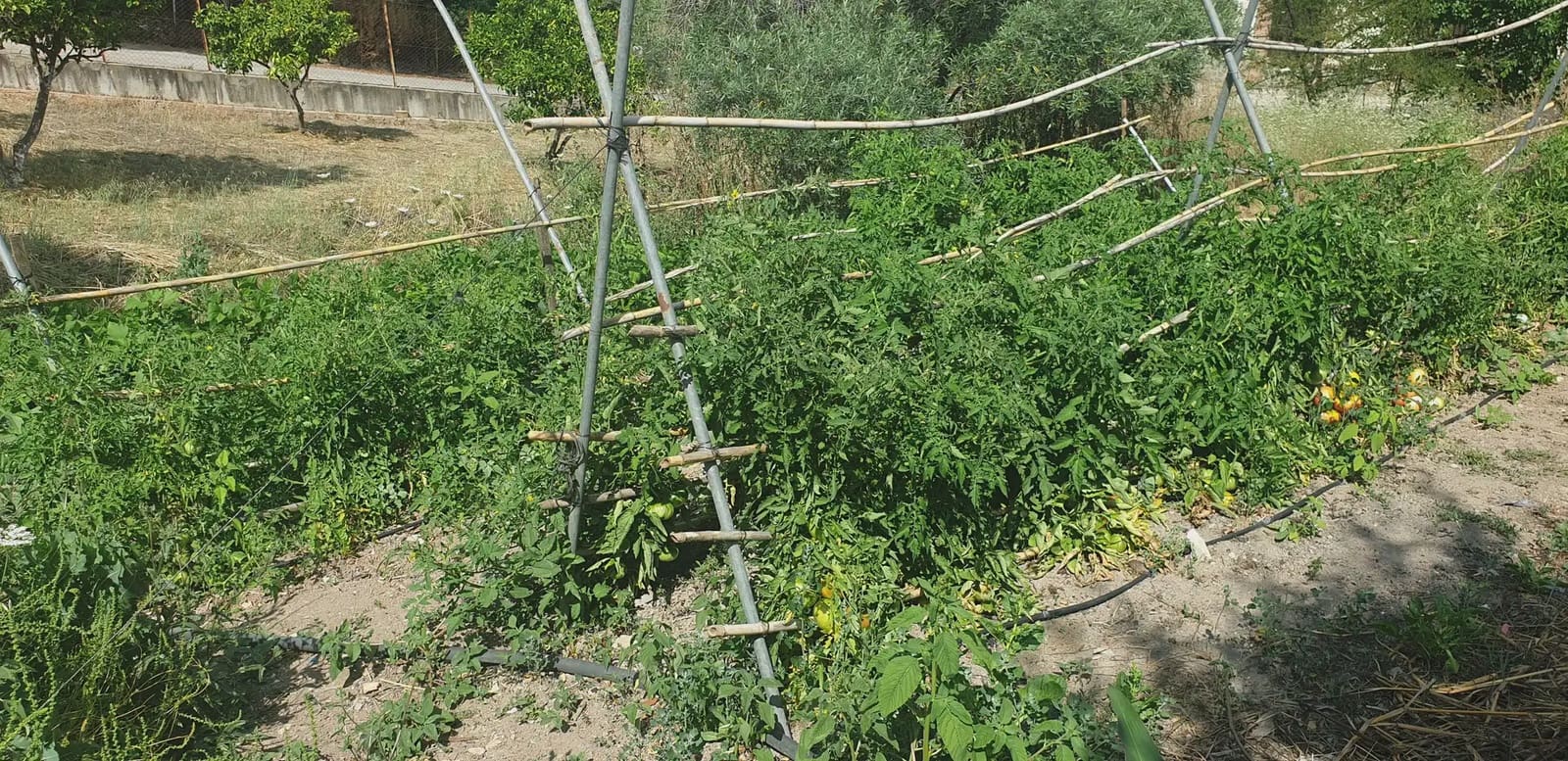 Finca/Landehus til salg i Prado del Rey - € 300.000 (Ref: 10016377)