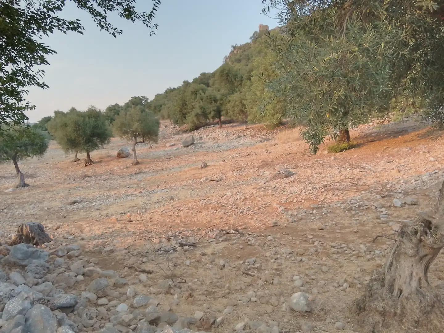 Terreno Não Urbanizado para venda em Ubrique - 450 000 € (Ref: 10016391)