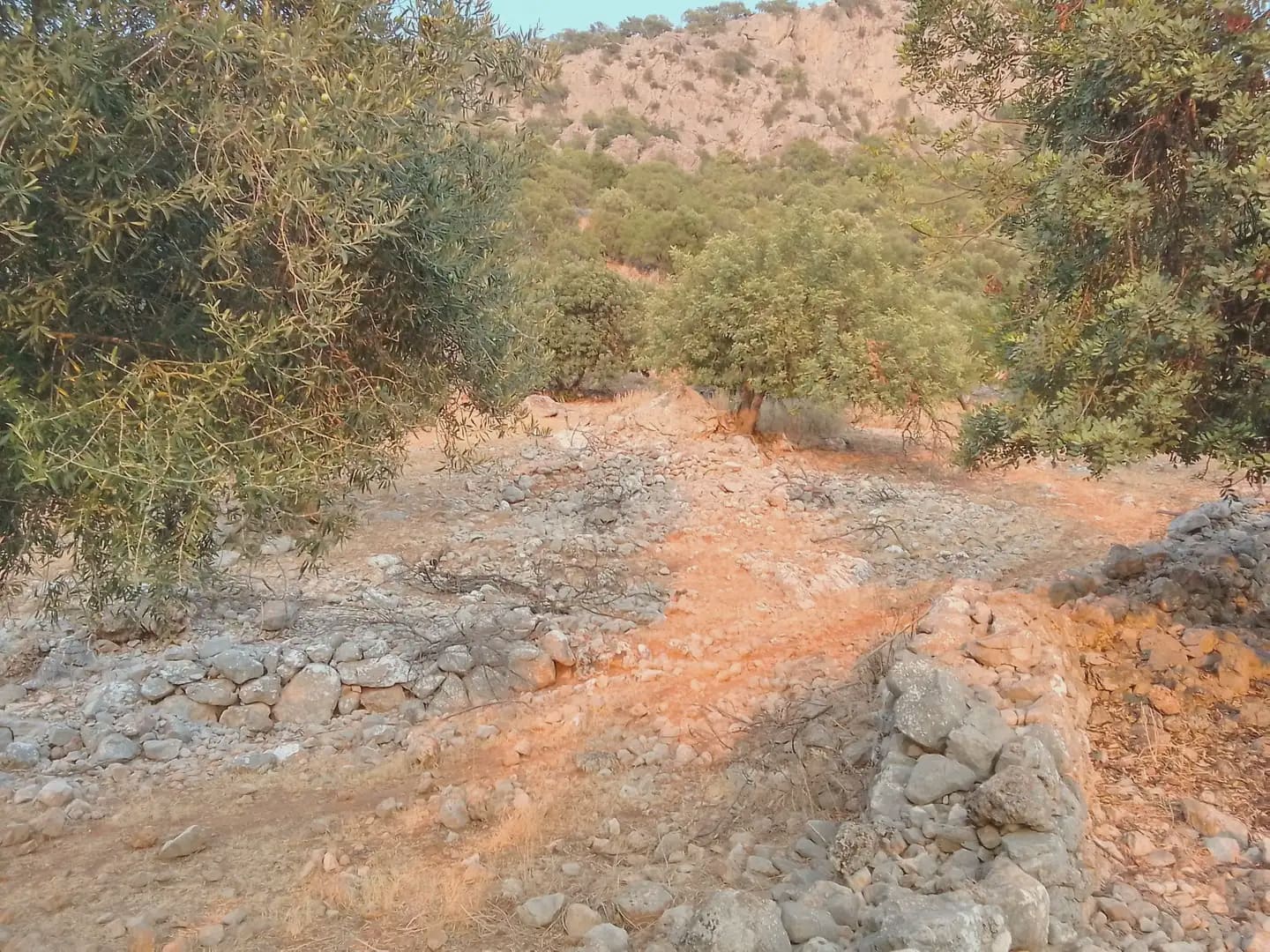 Terreno Não Urbanizado para venda em Ubrique - 450 000 € (Ref: 10016391)