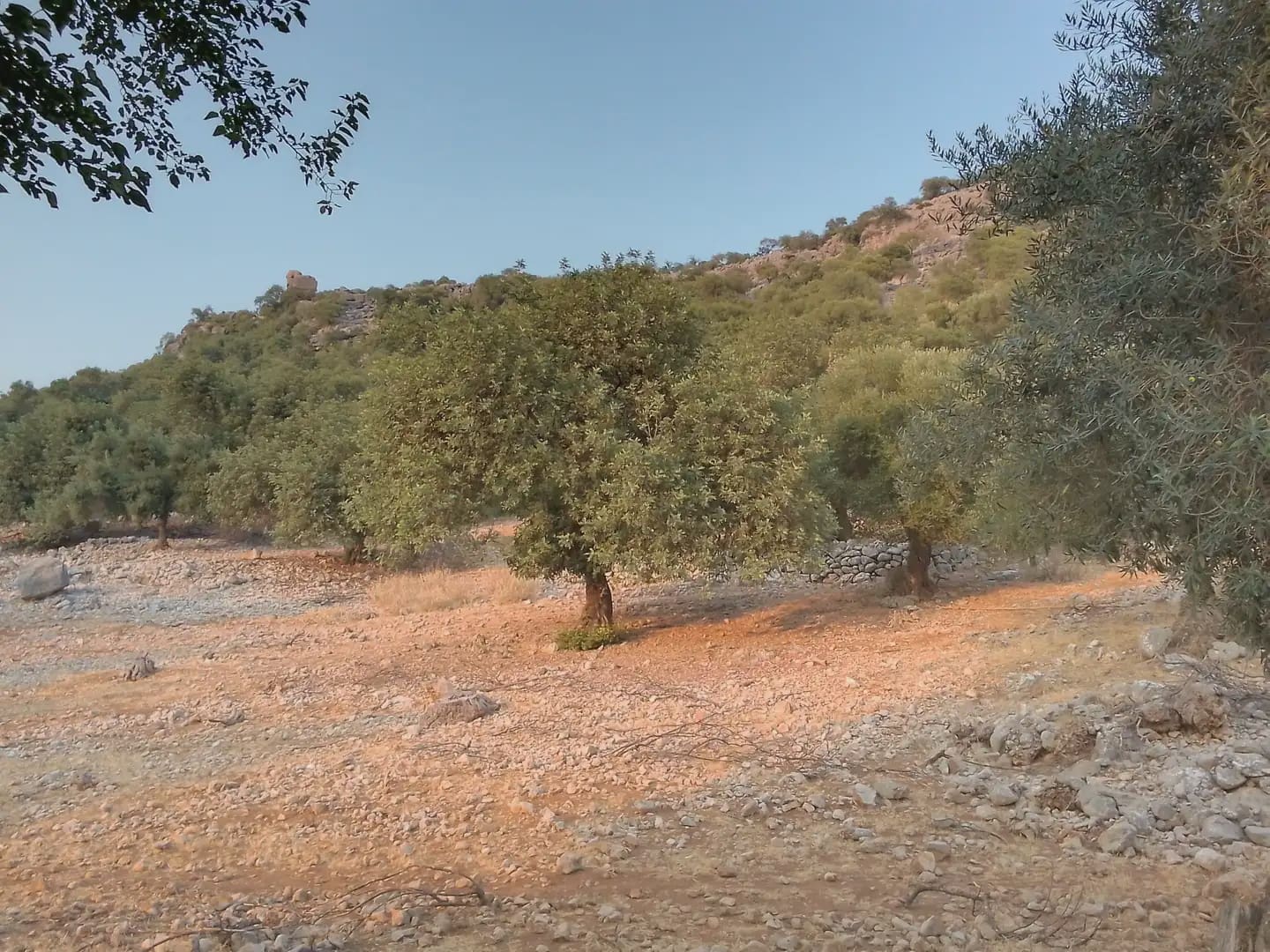 Terreno Não Urbanizado para venda em Ubrique - 450 000 € (Ref: 10016391)