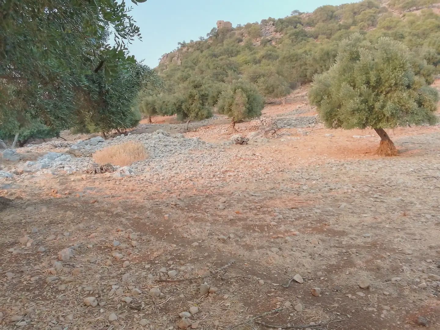 Terreno Não Urbanizado para venda em Ubrique - 450 000 € (Ref: 10016391)