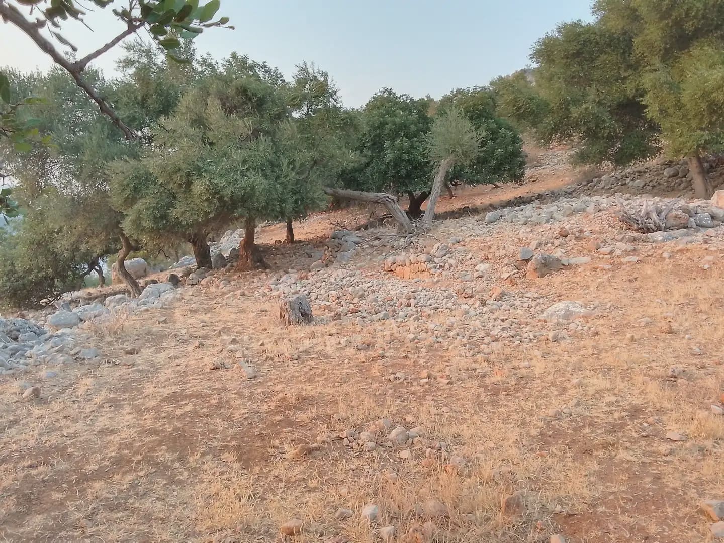 Terreno Não Urbanizado para venda em Ubrique - 450 000 € (Ref: 10016391)