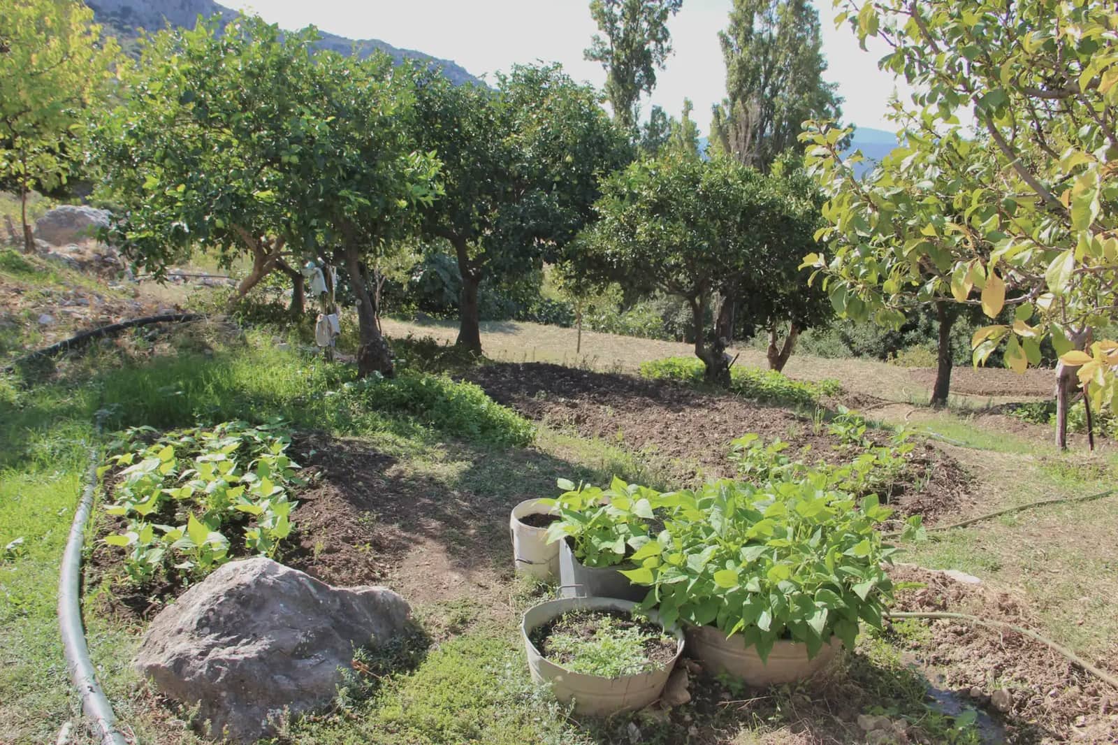 4 soveværelse Finca/Landehus til salg i Benaocaz med swimmingpool - € 360.000 (Ref: 10016396)