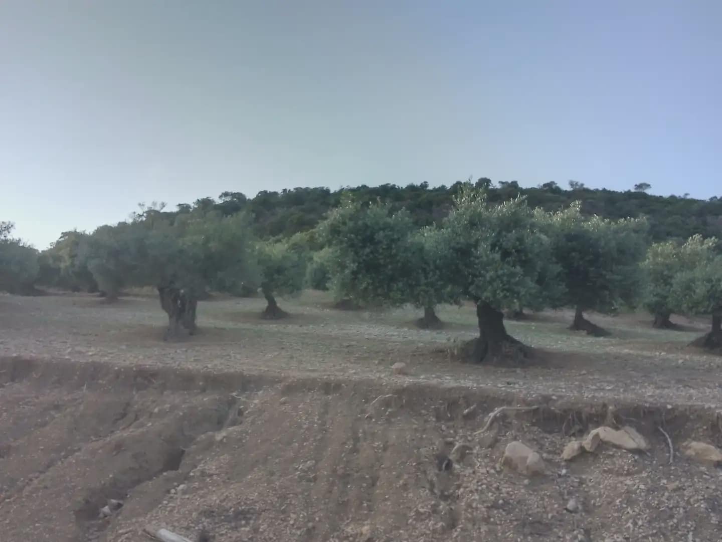 Finca/Landehus til salg i Villamartin - € 250.000 (Ref: 10016397)