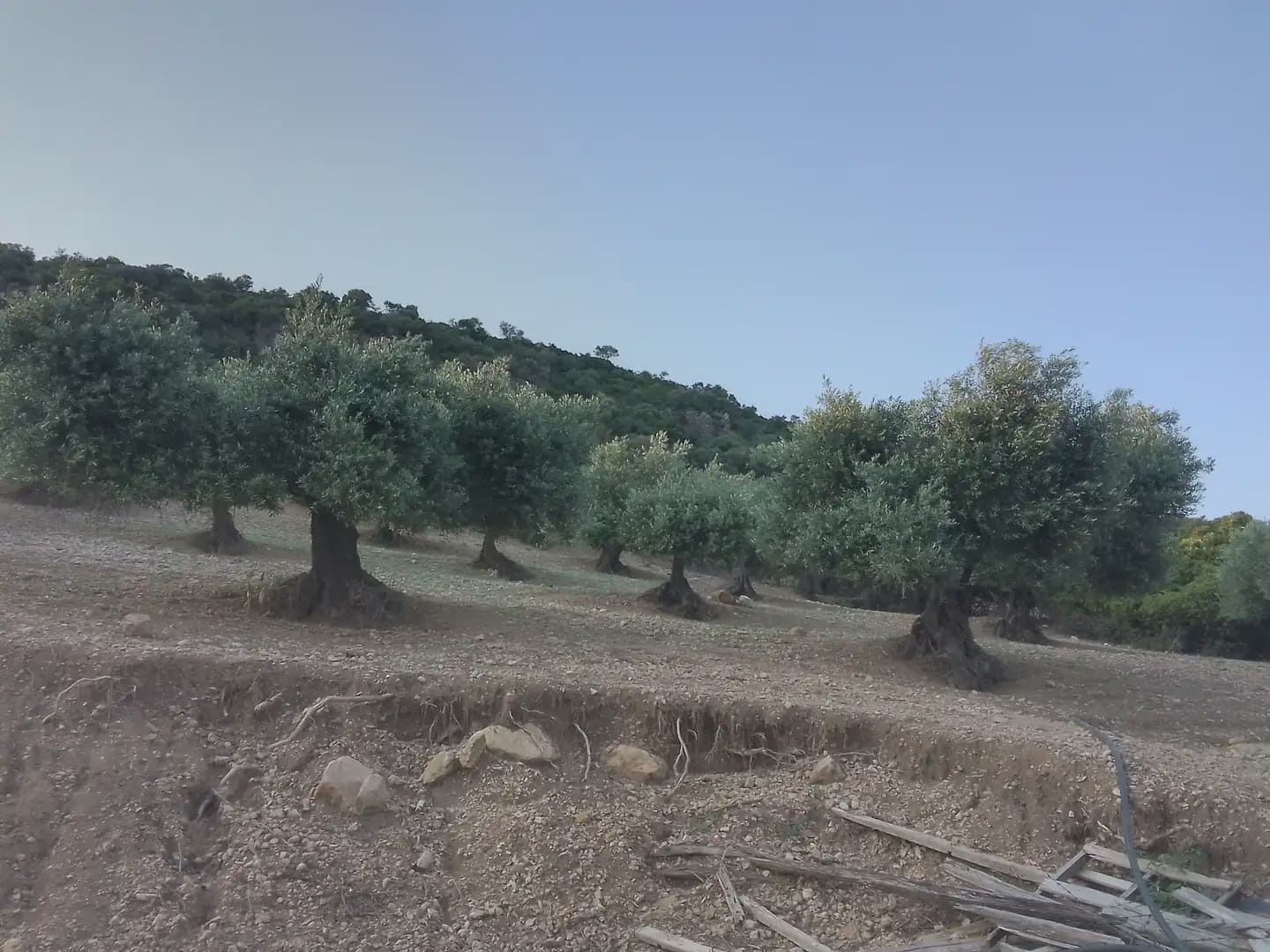 Finca/Landehus til salg i Villamartin - € 250.000 (Ref: 10016397)
