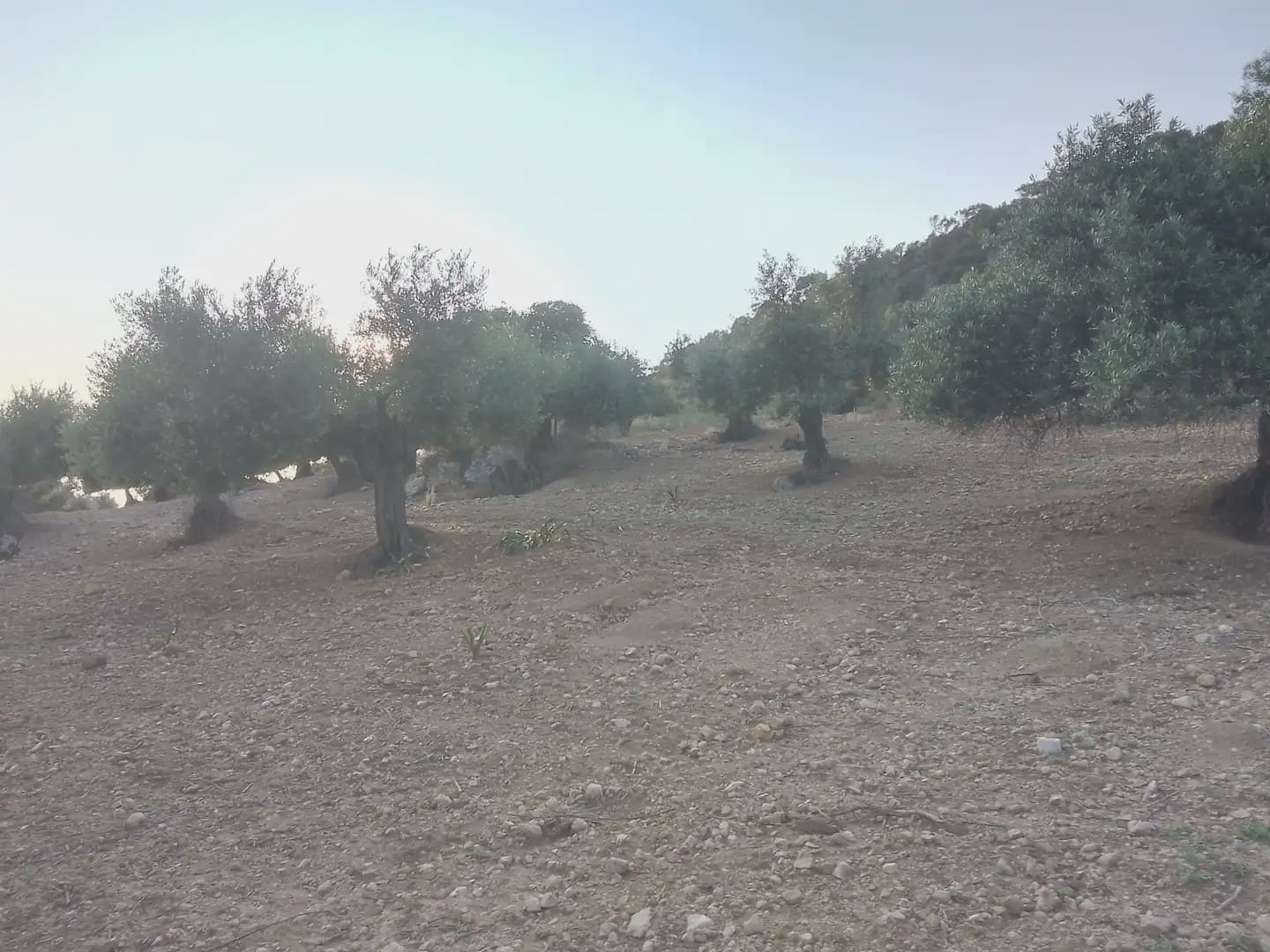 Finca/Landehus til salg i Villamartin - € 250.000 (Ref: 10016397)