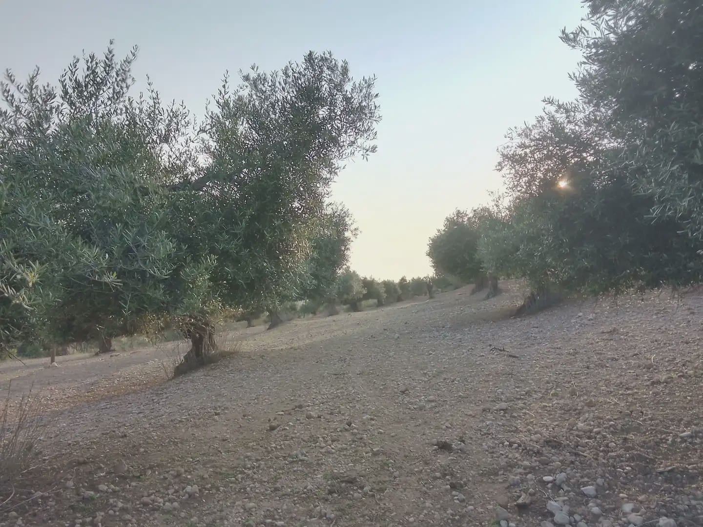 Finca/Landehus til salg i Villamartin - € 250.000 (Ref: 10016397)