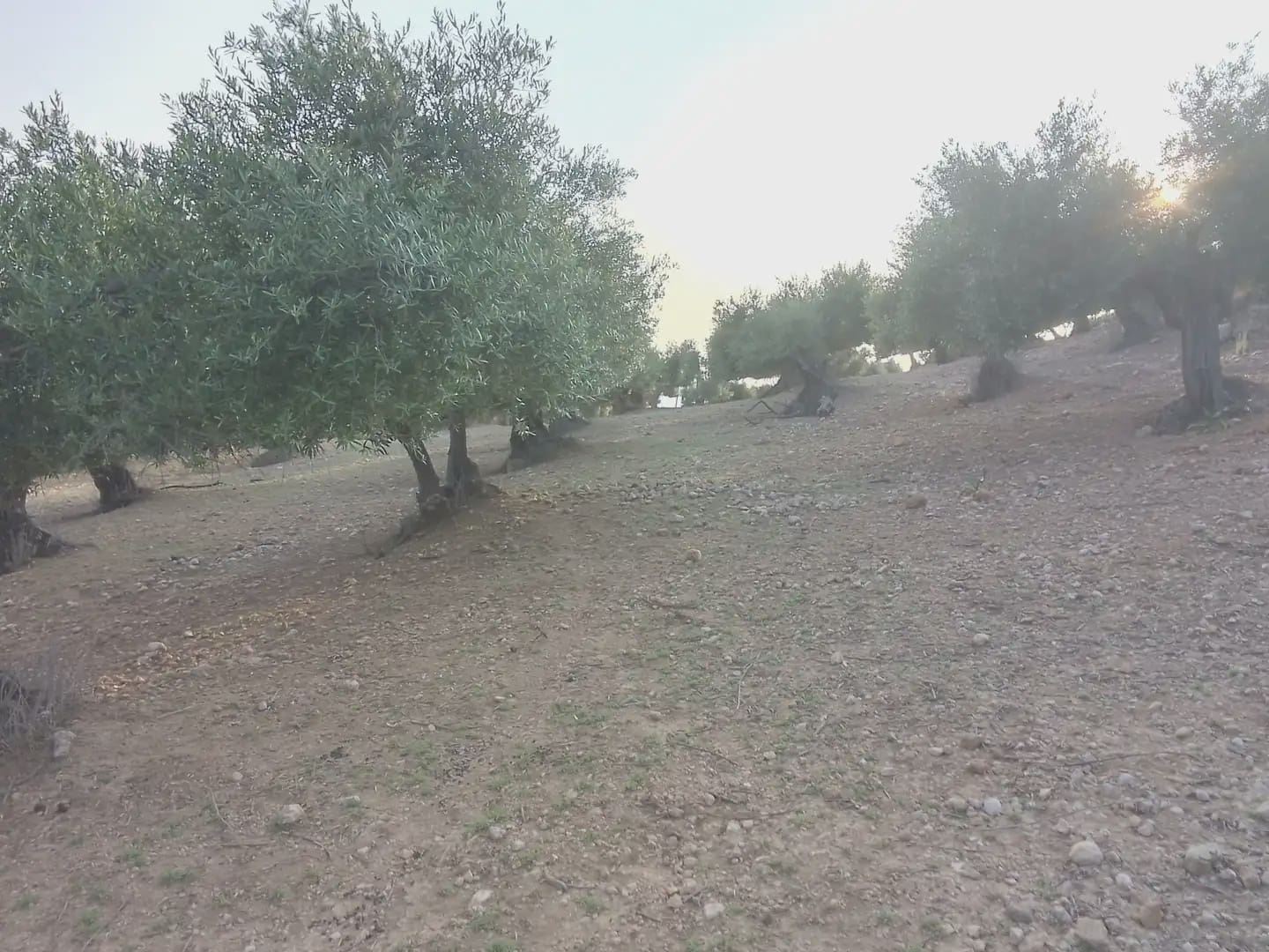 Finca/Landehus til salg i Villamartin - € 250.000 (Ref: 10016397)