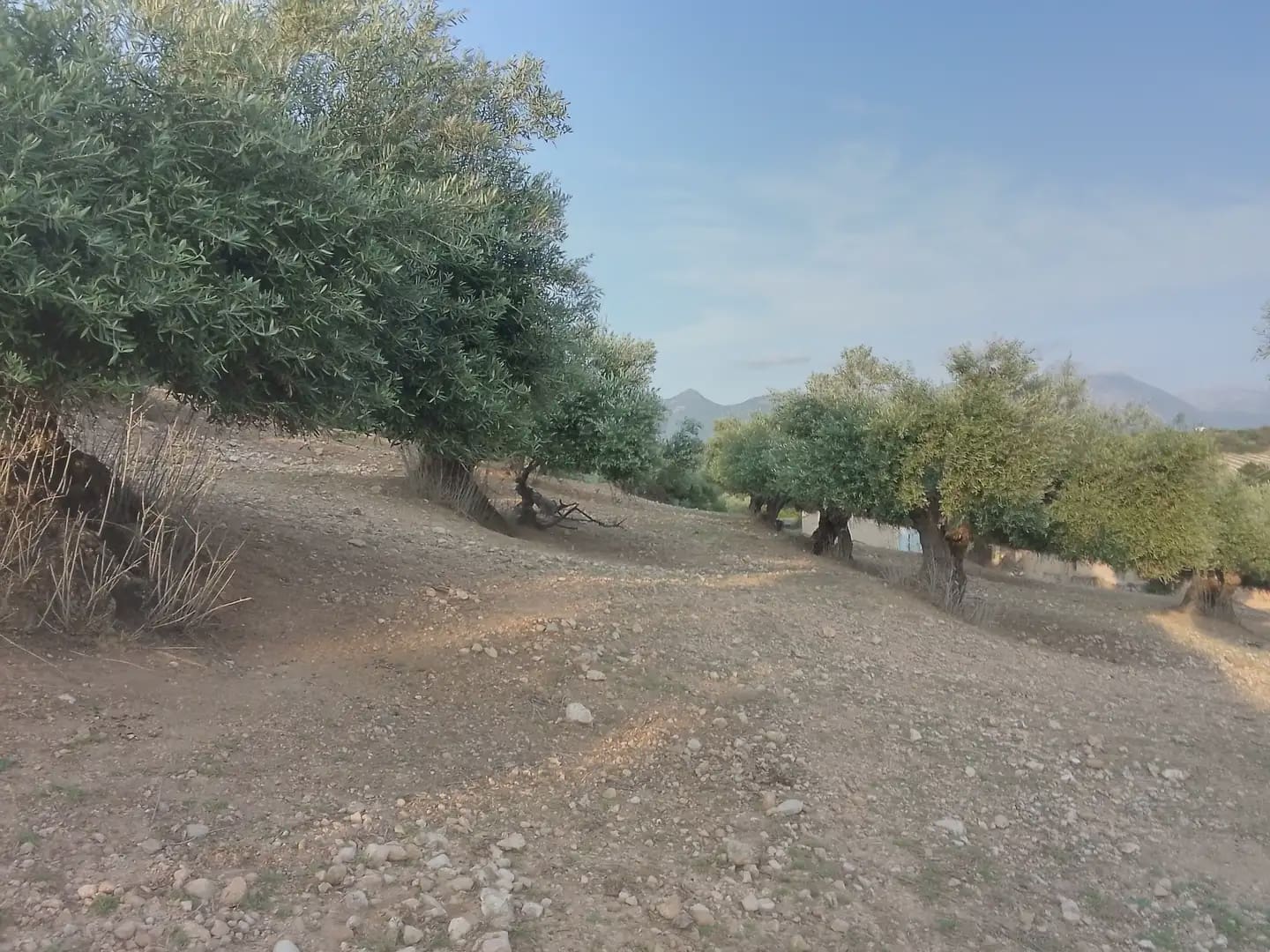 Finca/Landehus til salg i Villamartin - € 250.000 (Ref: 10016397)