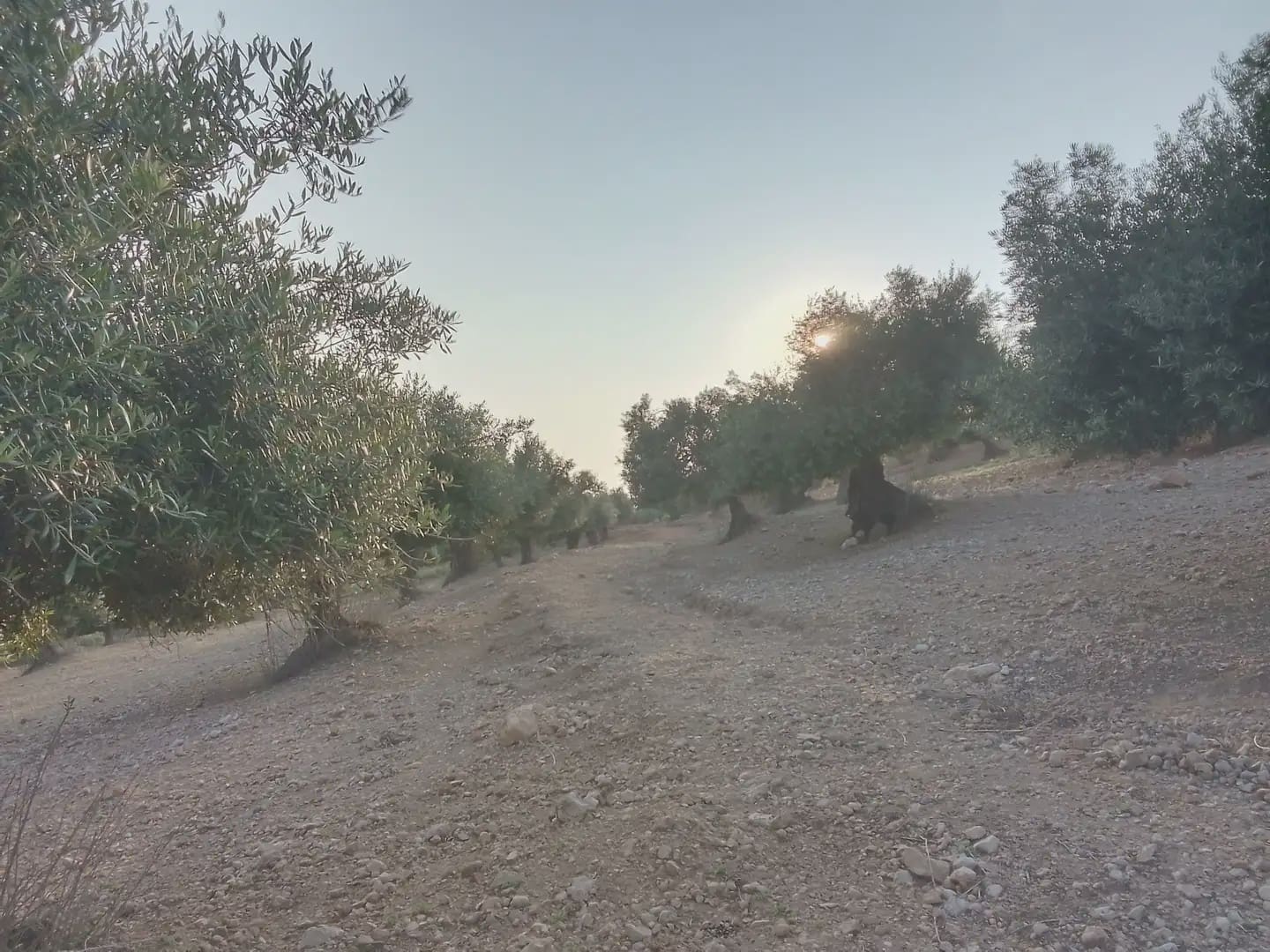 Finca/Landehus til salg i Villamartin - € 250.000 (Ref: 10016397)