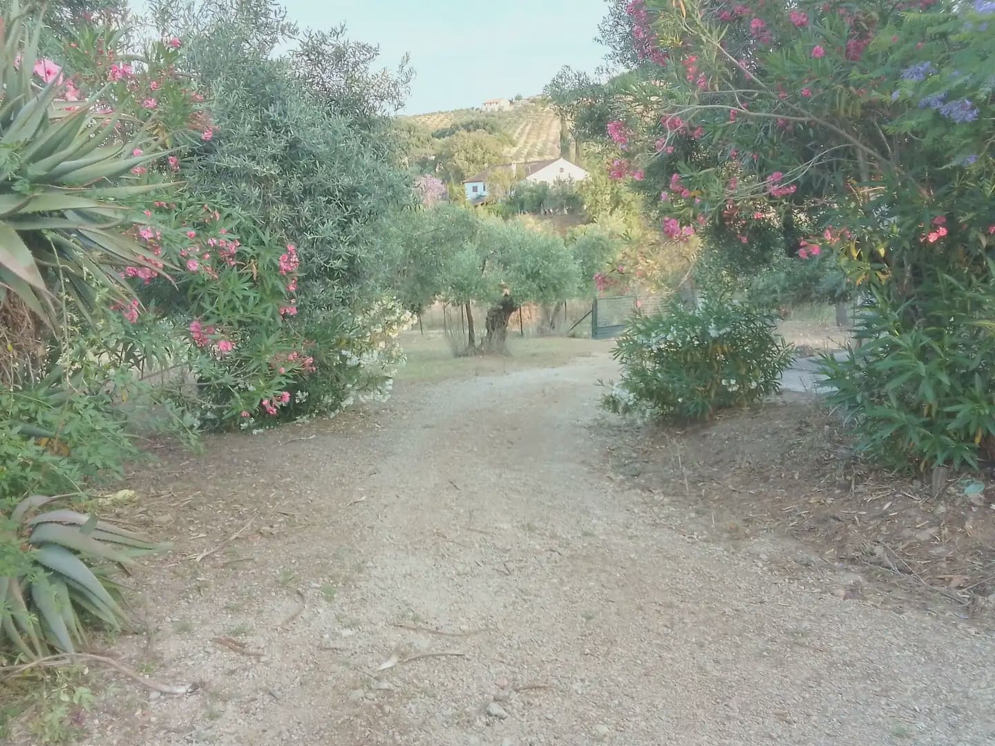 Finca/Landehus til salg i Villamartin - € 250.000 (Ref: 10016397)
