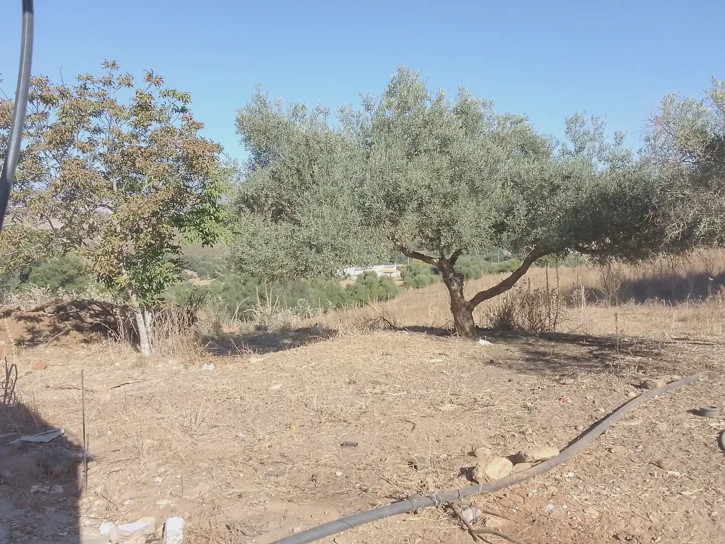 Building Plot for sale in Arcos de la Frontera - € 182,000 (Ref: 10016407)