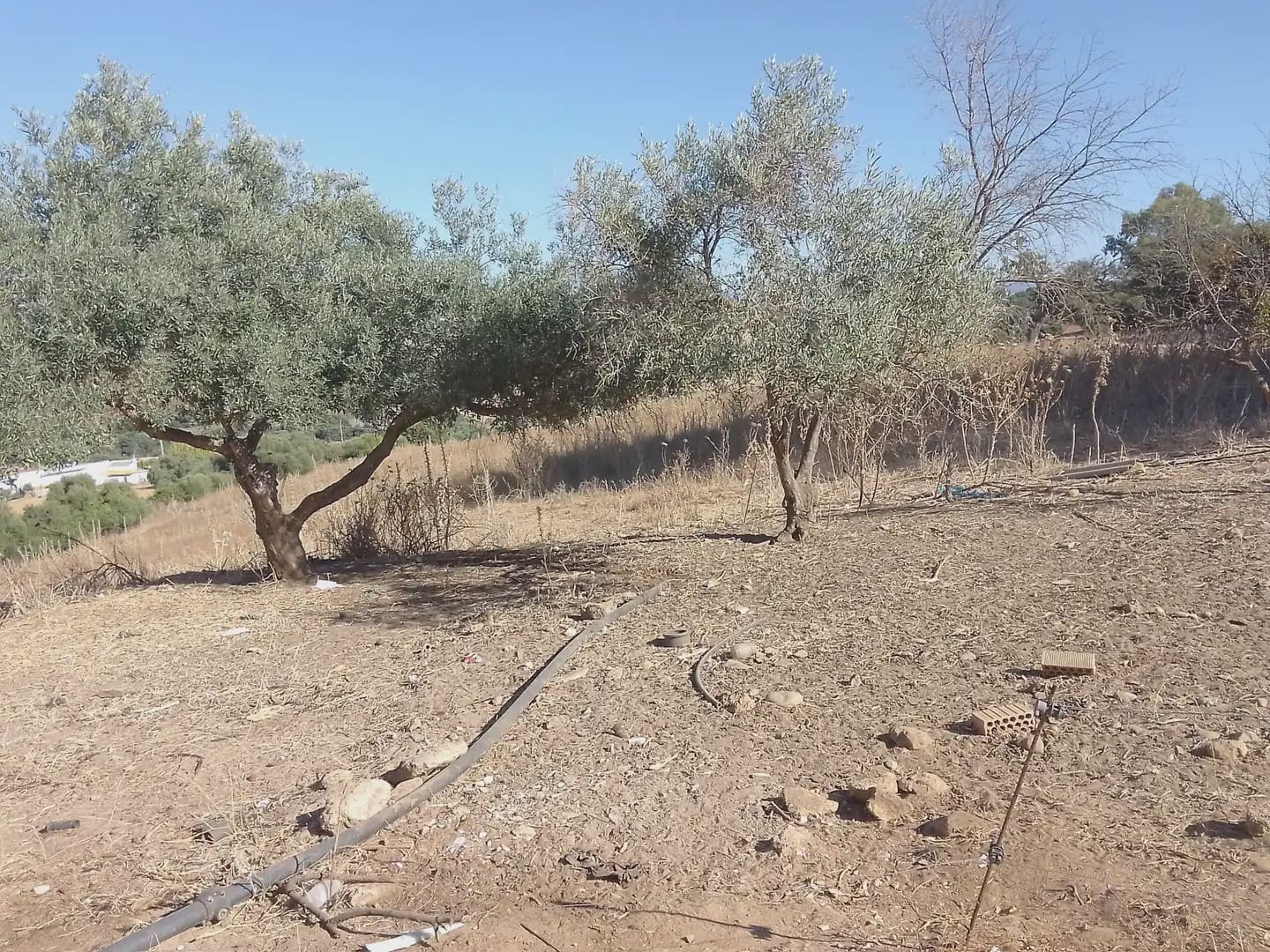 Building Plot for sale in Arcos de la Frontera - € 182,000 (Ref: 10016407)