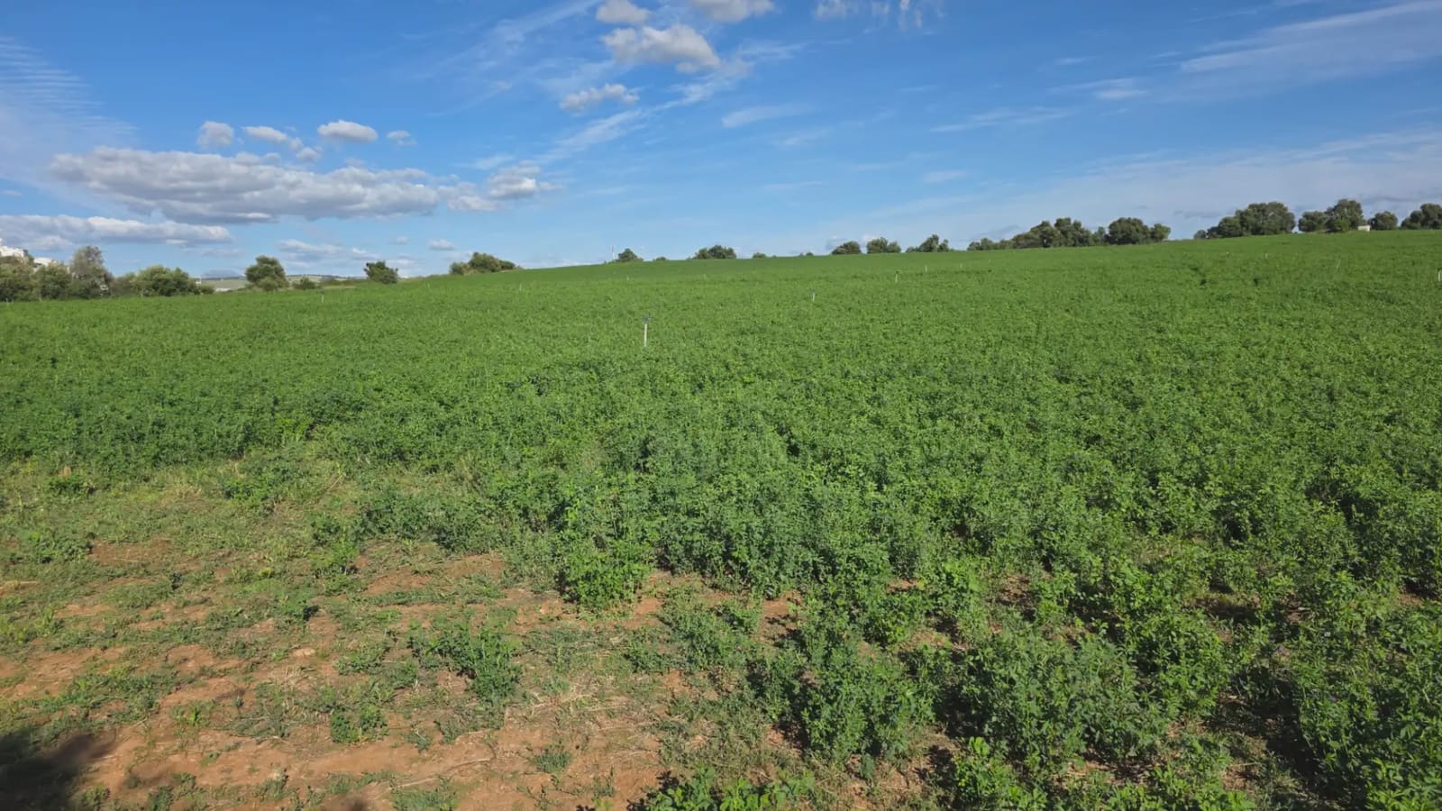 Mark till salu i Arcos de la Frontera - 60 000 € (Ref: 10016418)