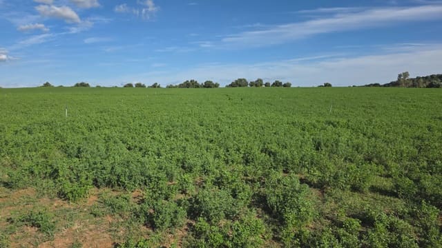 Grunde uden byggetilladelser til salg i Arcos de la Frontera - € 60.000 (Ref: 10016418)