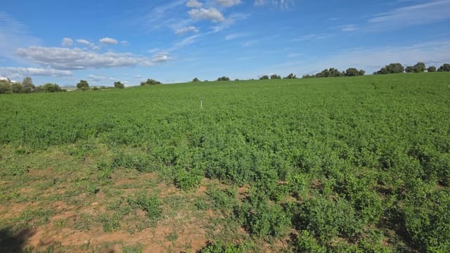 Grunde uden byggetilladelser til salg i Arcos de la Frontera - € 60.000 (Ref: 10016418)