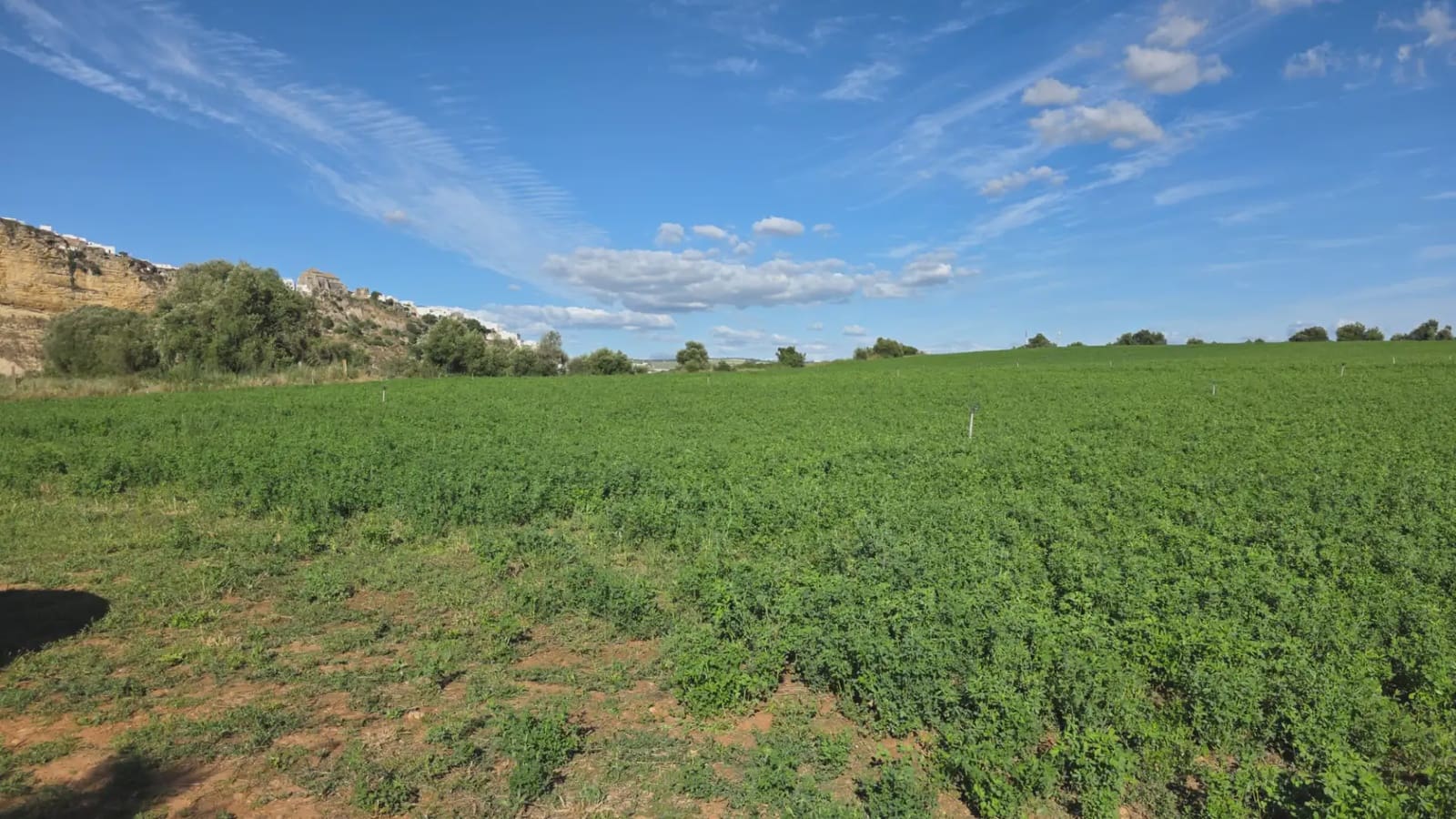 Mark till salu i Arcos de la Frontera - 60 000 € (Ref: 10016419)