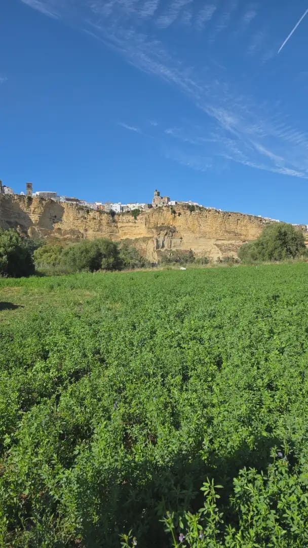 Teren niezagospodarowany na sprzedaż w Arcos de la Frontera - 60 000 € (Ref: 10016420)