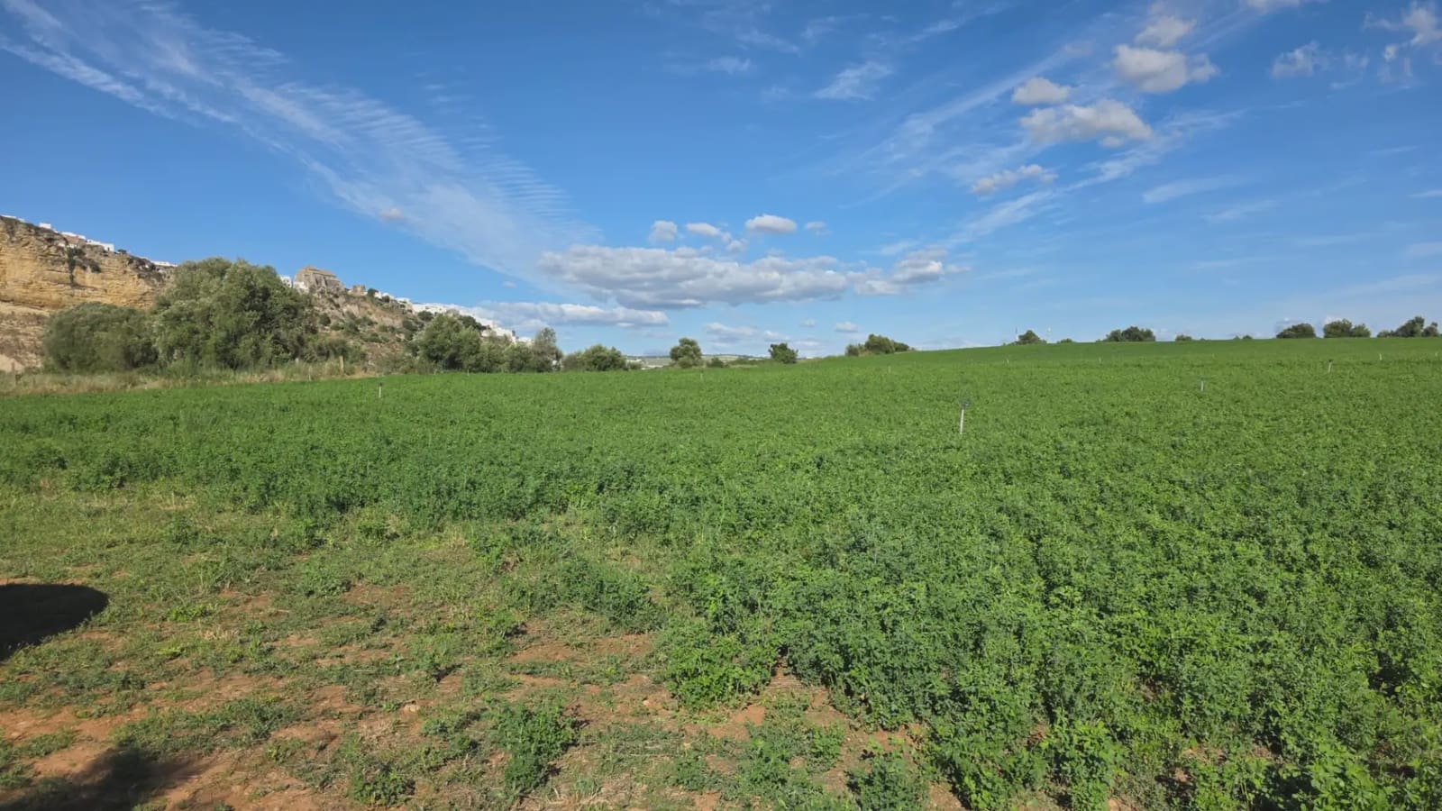 Teren niezagospodarowany na sprzedaż w Arcos de la Frontera - 60 000 € (Ref: 10016420)