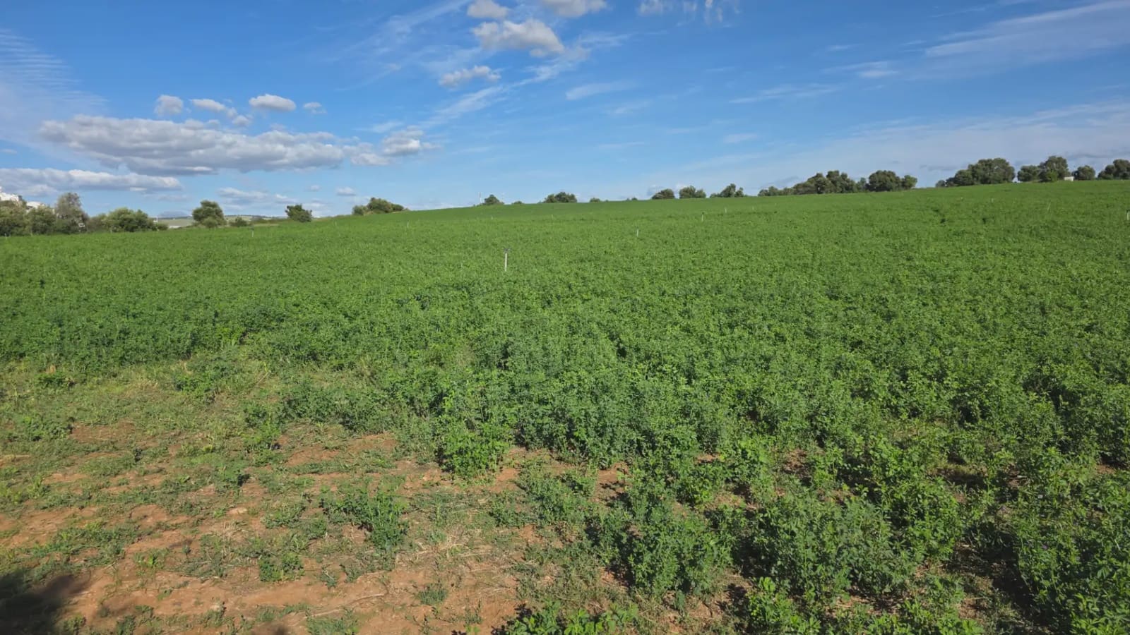 Mark till salu i Arcos de la Frontera - 50 000 € (Ref: 10016422)