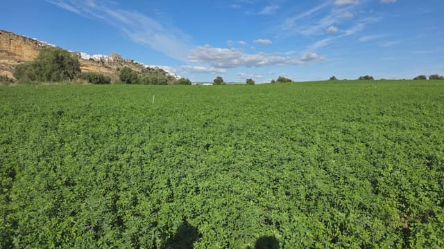 Grunde uden byggetilladelser til salg i Arcos de la Frontera - € 50.000 (Ref: 10016422)