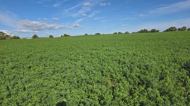 Grunde uden byggetilladelser til salg i Arcos de la Frontera - € 50.000 (Ref: 10016422)