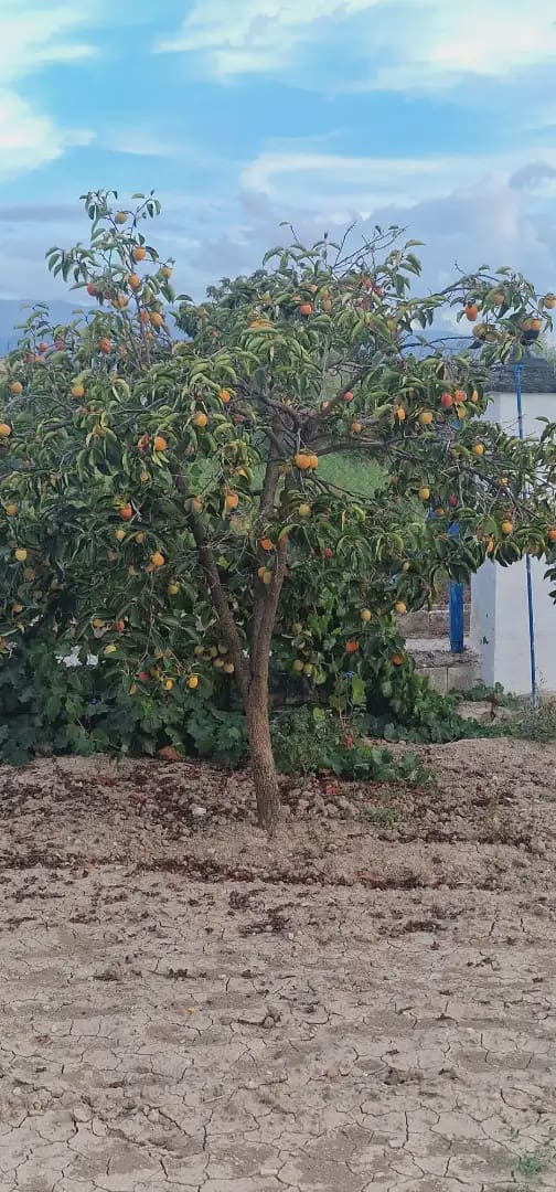 Ubebygd land til salgs i Maracena - € 110 000 (Ref: 10141574)