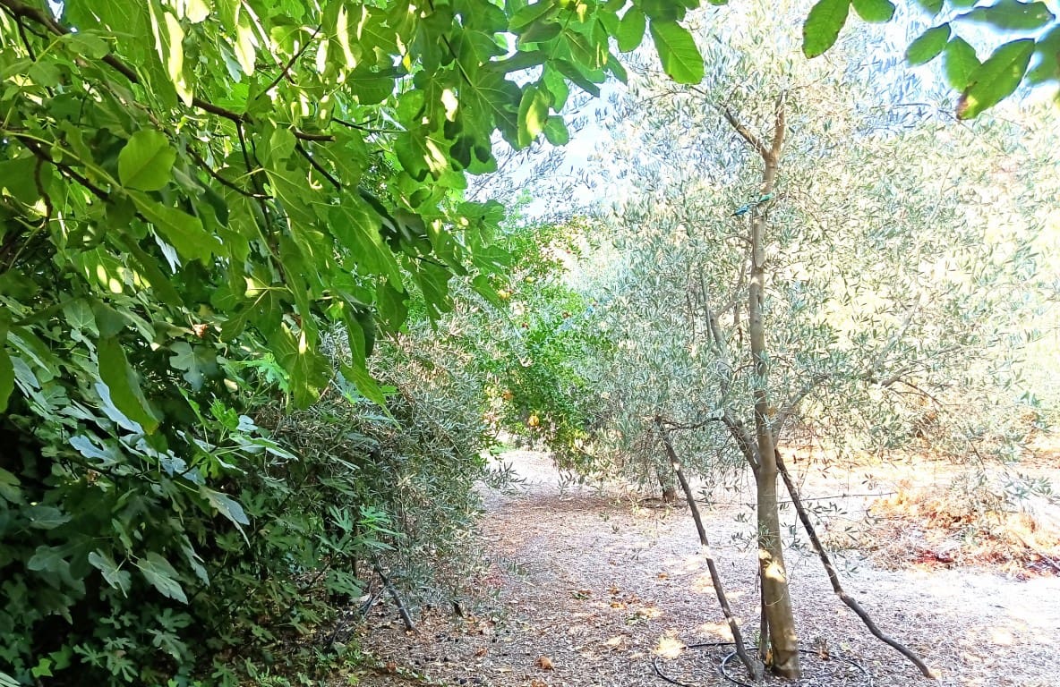 6 chambre Finca/Maison de Campagne à vendre à Iznajar - 168 000 € (Ref: 10106470)