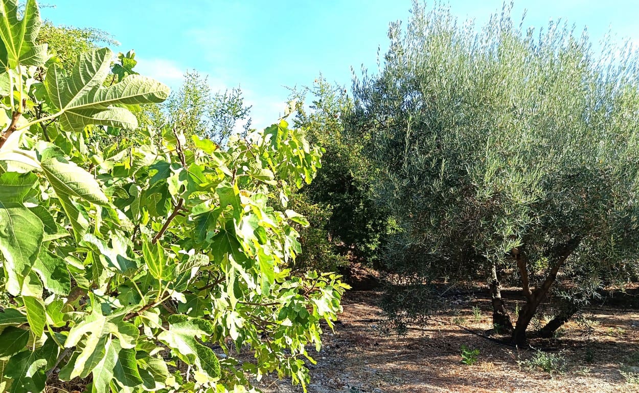 6 chambre Finca/Maison de Campagne à vendre à Iznajar - 168 000 € (Ref: 10106470)