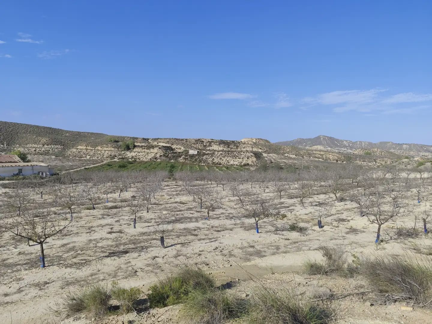 Quinta/Casa Rural para venda em Canada de San Pedro - 300 000 € (Ref: 10045537)