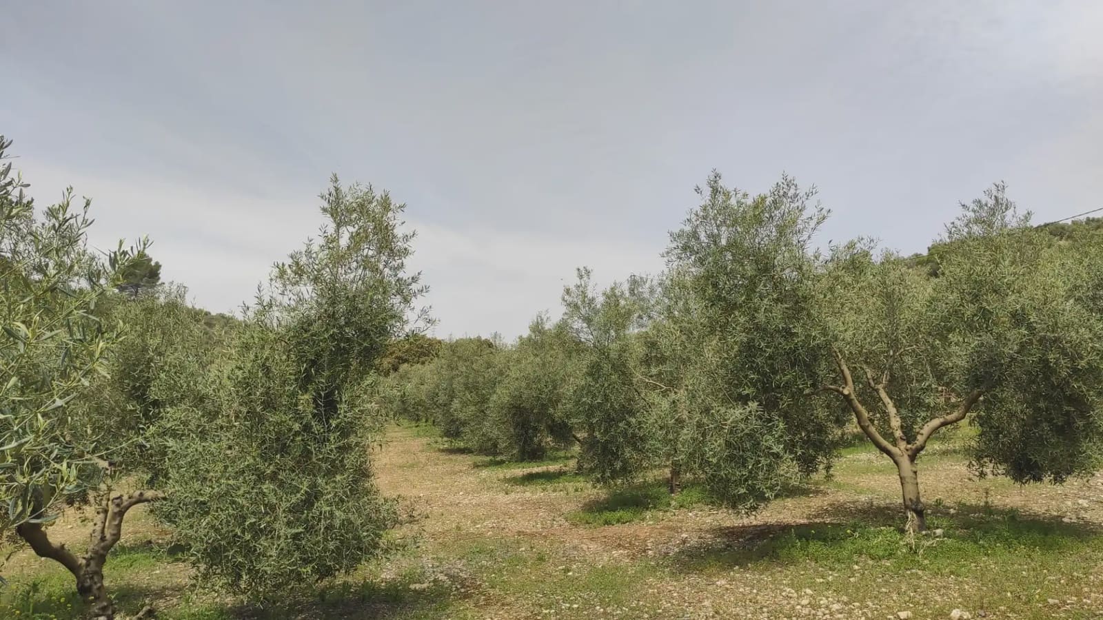 Quinta/Casa Rural para venda em Archidona com garagem - 262 500 € (Ref: 10073052)