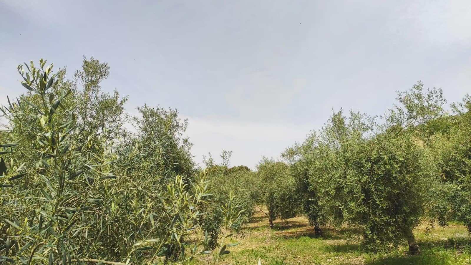Quinta/Casa Rural para venda em Archidona com garagem - 262 500 € (Ref: 10073052)