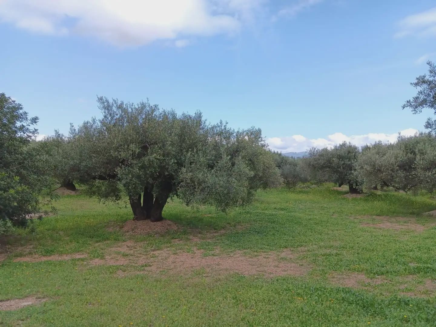 Building Plot for sale in Aldover - € 99,000 (Ref: 10024480)
