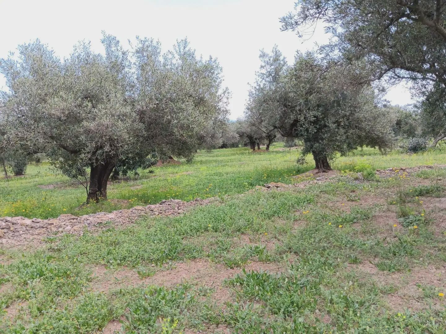 Building Plot for sale in Aldover - € 99,000 (Ref: 10024480)