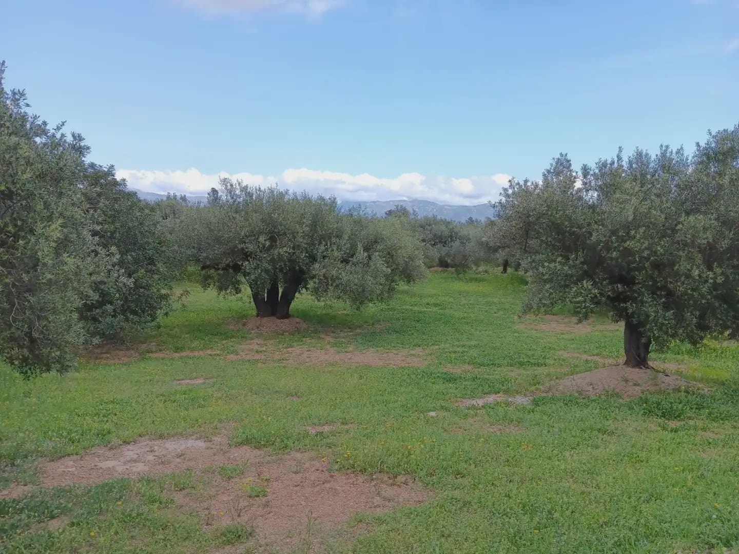 Building Plot for sale in Aldover - € 99,000 (Ref: 10024480)