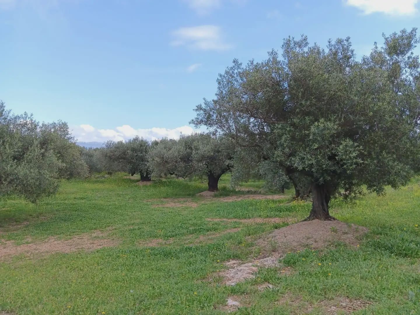 Building Plot for sale in Aldover - € 99,000 (Ref: 10024480)