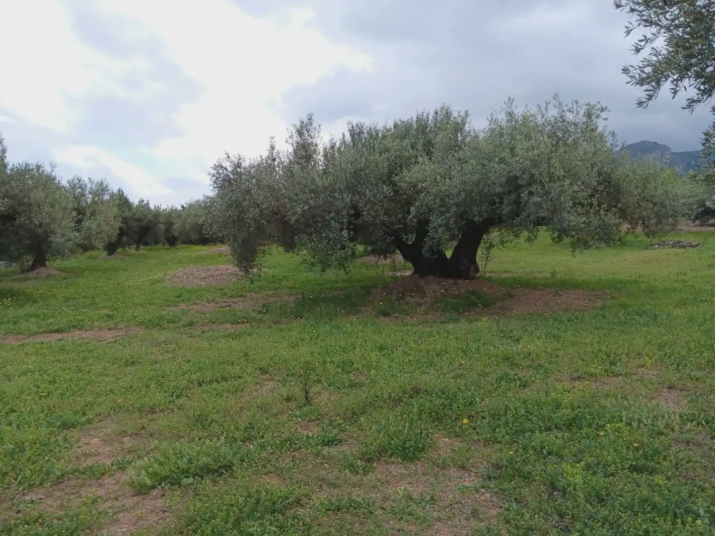 Building Plot for sale in Aldover - € 99,000 (Ref: 10024480)