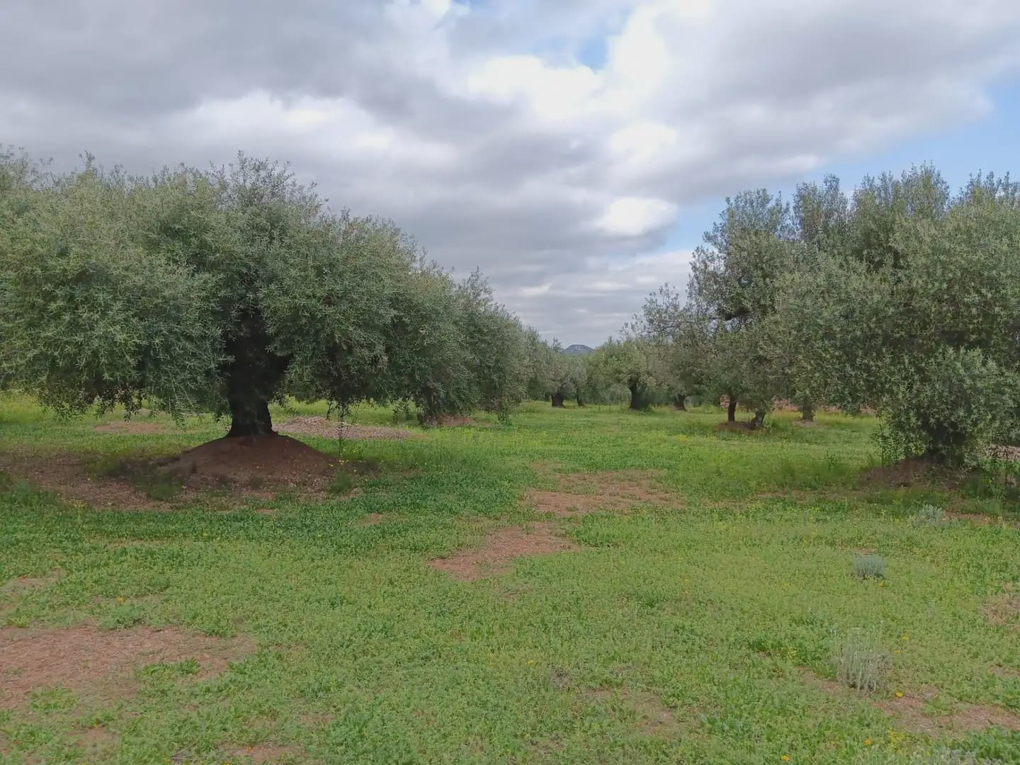 Building Plot for sale in Aldover - € 99,000 (Ref: 10024480)