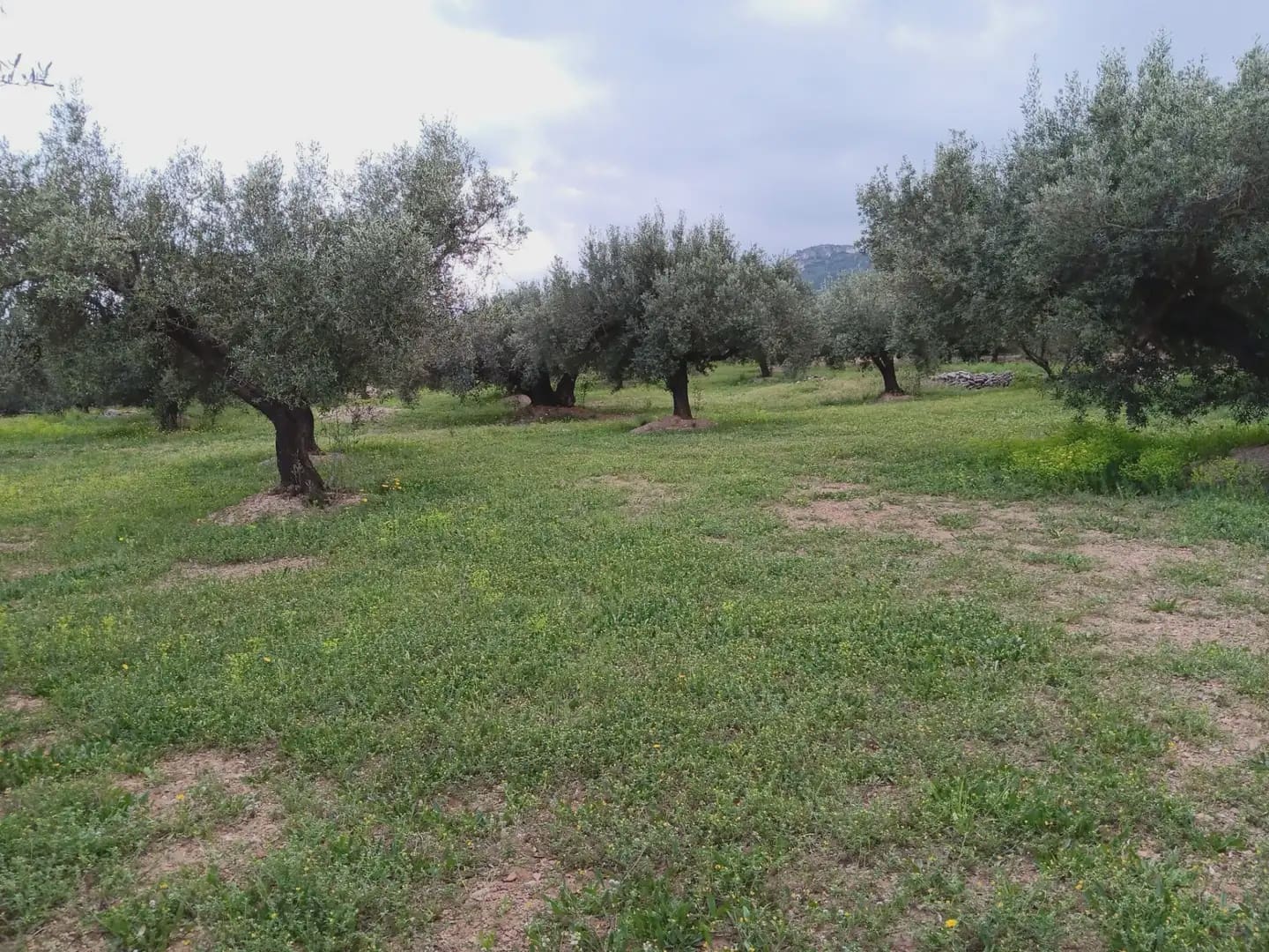 Building Plot for sale in Aldover - € 99,000 (Ref: 10024480)