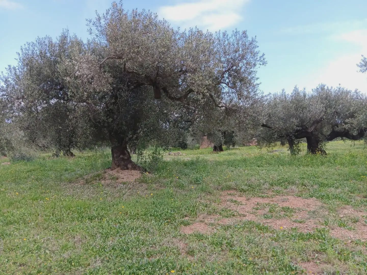 Building Plot for sale in Aldover - € 99,000 (Ref: 10024480)