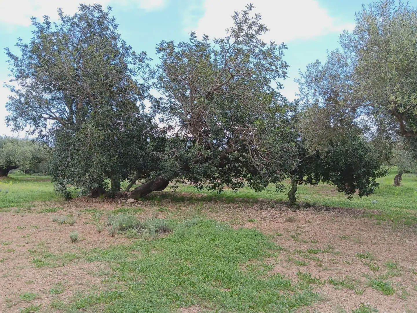 Building Plot for sale in Aldover - € 99,000 (Ref: 10024480)