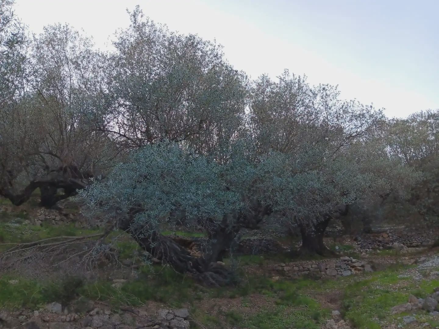 Terrain à Bâtir à vendre à Tortosa - 40 000 € (Ref: 10024482)