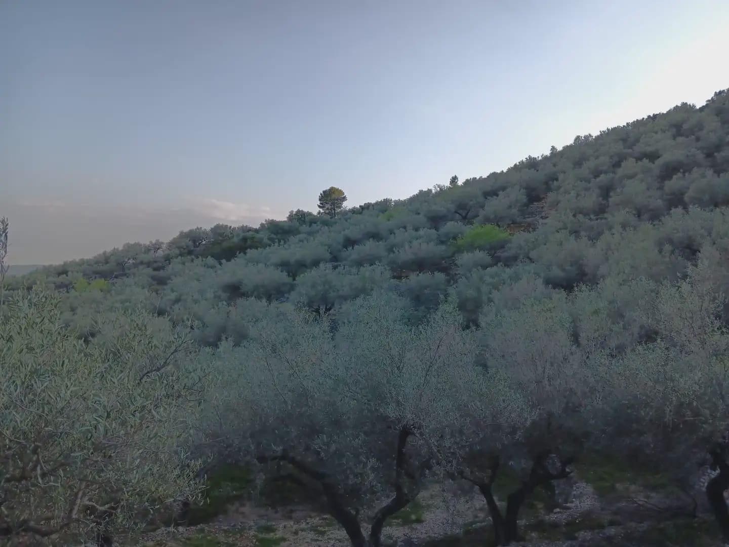Terrain à Bâtir à vendre à Tortosa - 40 000 € (Ref: 10024482)