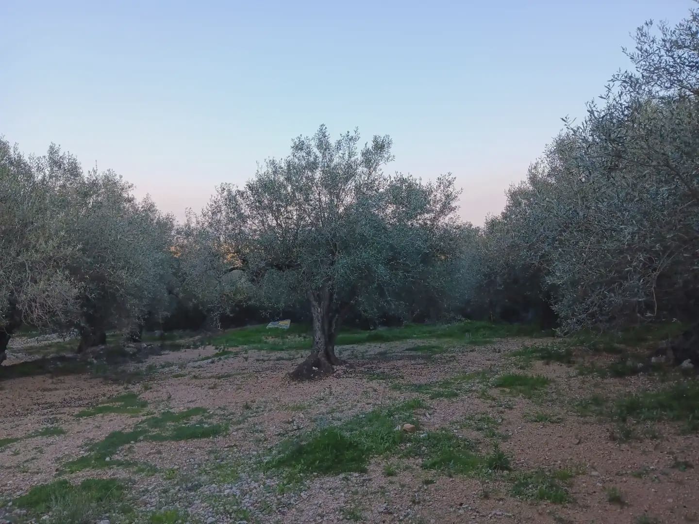 Terrain à Bâtir à vendre à Tortosa - 40 000 € (Ref: 10024482)