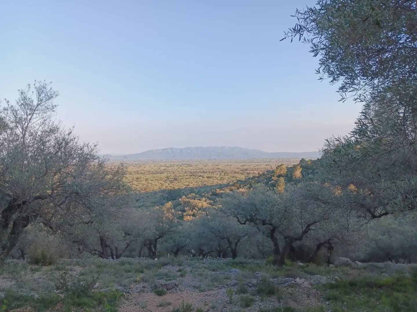 Terrain à Bâtir à vendre à Tortosa - 40 000 € (Ref: 10024482)
