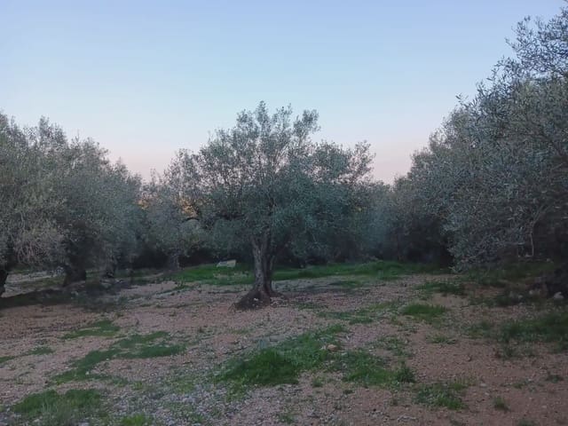 Tomt till salu i Tortosa - 40 000 € (Ref: 10024482)