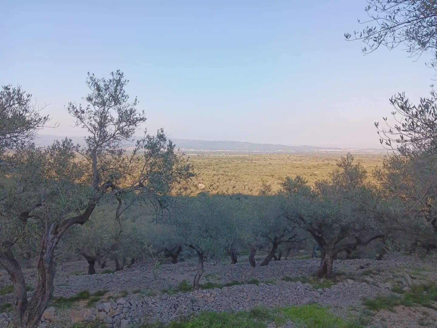 Terrain à Bâtir à vendre à Tortosa - 40 000 € (Ref: 10024482)