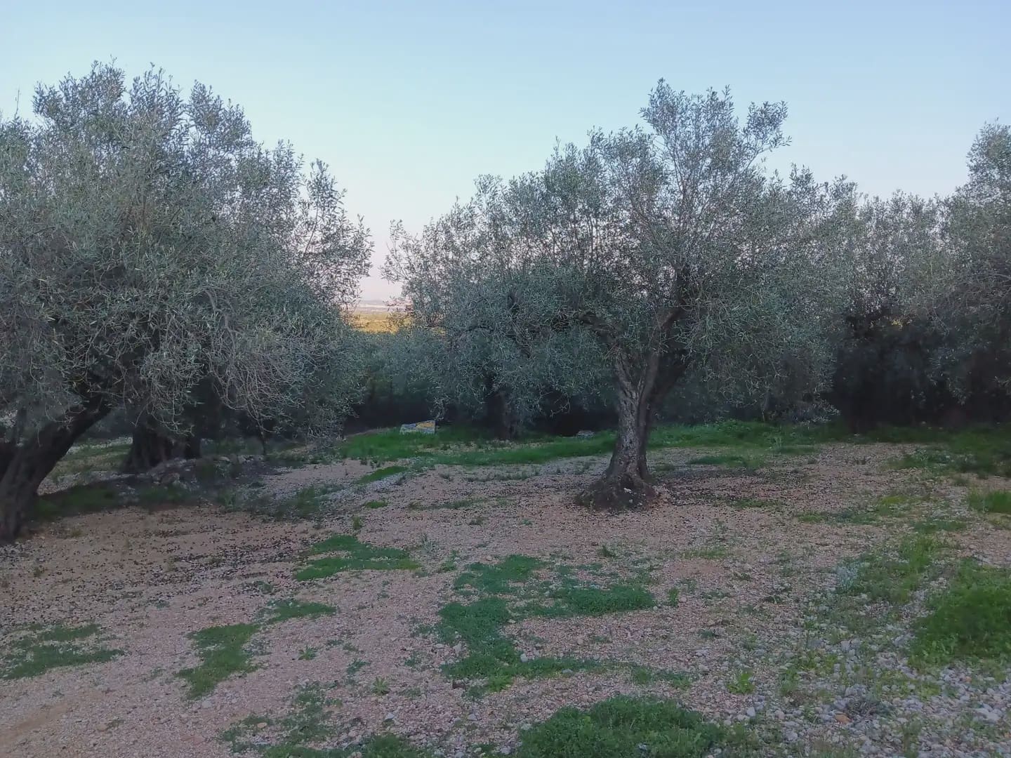 Terrain à Bâtir à vendre à Tortosa - 40 000 € (Ref: 10024482)