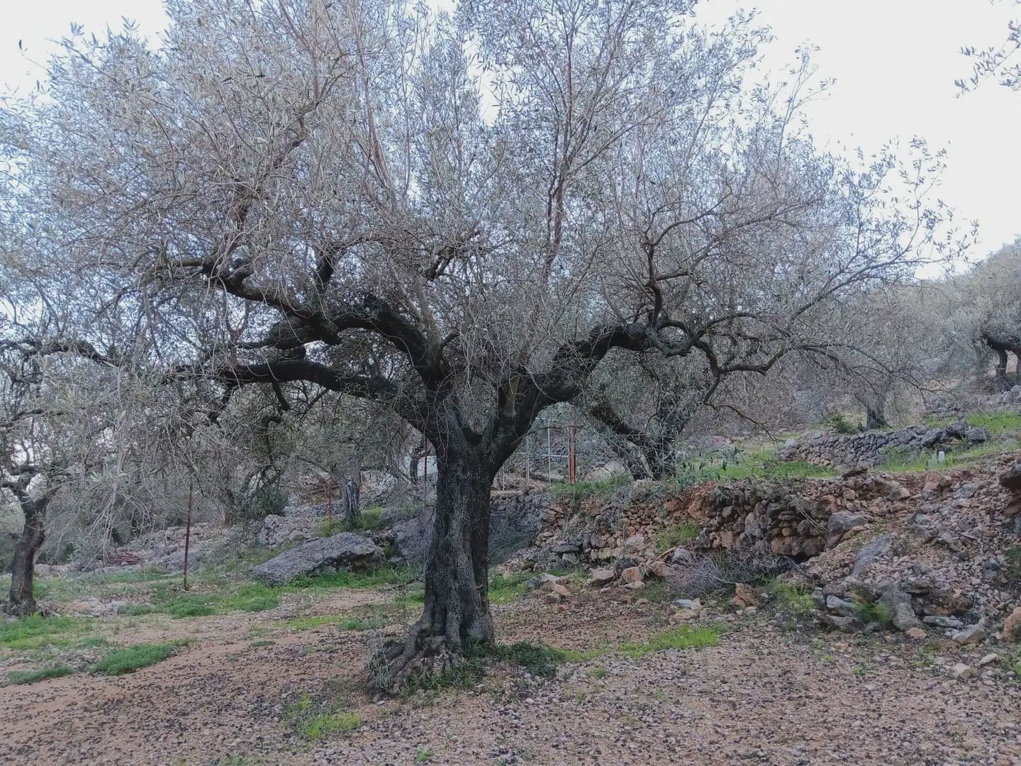 Terrain à Bâtir à vendre à Tortosa - 40 000 € (Ref: 10024482)